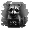 Raccoon Mugshot