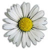 Daisy - fleur