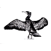 Kormoran