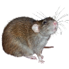 Old lady Rose the rat