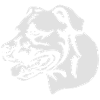 Amstaff bitch