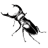 Hirschkäfer