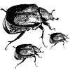 Eremiten