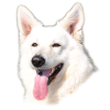 Weißer Schäferhund