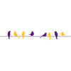 birds