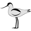 Avocet