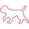 Lagotto