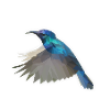 LowPoly "humming bird"