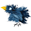 Krähe