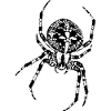 Kryds edderkop edderkopper skumle dyr halloween