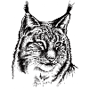 Luchs