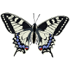Schmetterling