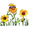 Sunflowers with sunglasses