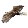 Adler