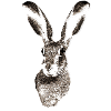 Hase