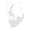 Border Collie ohne Text