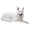 Weißer Schäferhund