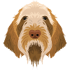 Spinone Italiano