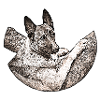 Malinois B1