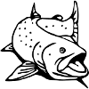 huchen solo