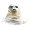 Robbe