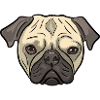 Pug Dog