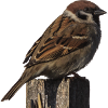 spatz