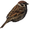 Spatz2