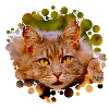 Katzenkinder