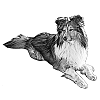 Sheltie L