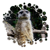 Erdmännchen