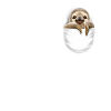 POCKET SLOTH
