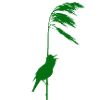 Schilfrohrsänger grün