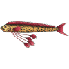 Riemenfisch