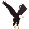Weisskopfseeadler