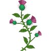 scotland thistle flower