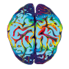 LSD Brain