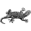 gecko