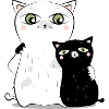 white cat & black cat