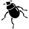 scarabée coléoptère / beetle (2c)
