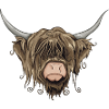 Highland Cow