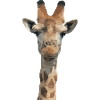 Low Poly Giraffe
