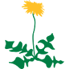 dandelion