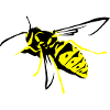 Wesp