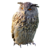 Eule