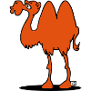 Camel