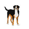 Großer Schweizer Sennenhund