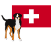 Großer Schweizer Sennenhund mit Fahne