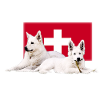 Schweizer Schäferhund