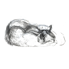 Katze schlafend